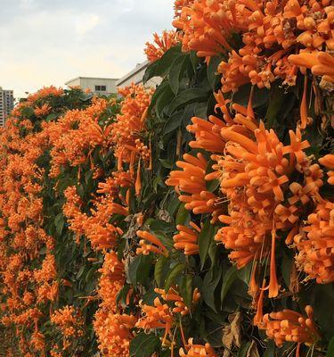 炮仗花花语（探索炮仗花的花语及象征意义）