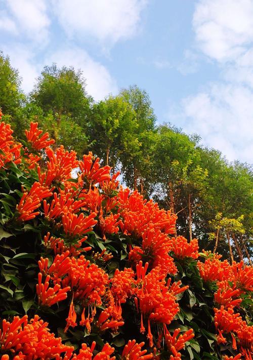 炮仗花花语（探索炮仗花的花语及象征意义）