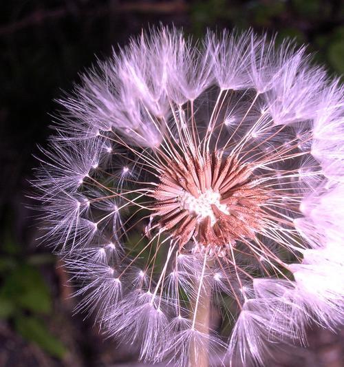 蒲公英的花语与寓意——坚强、自由与希望（探索蒲公英花语的深层含义）