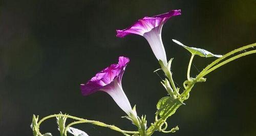 牵牛花的花语及寓意（探寻牵牛花传递的情感和象征意义）