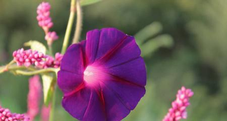 牵牛花的寓意与象征——花间的真爱（探索牵牛花的美丽与深情）