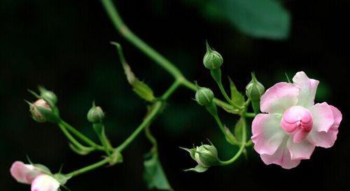 蔷薇花的美丽与象征意义（探寻蔷薇花的寓意及其文化背景）