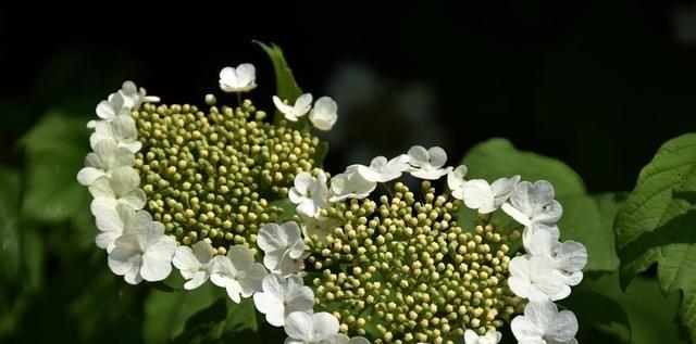 以琼花的花语与寓意（探索以琼花的象征意义及应用场景）