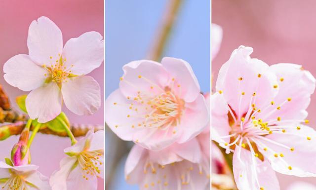 樱花——绽放生命的美丽（樱花盛开）