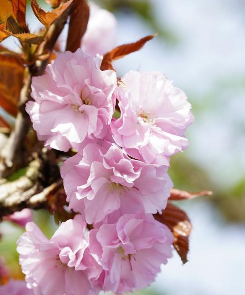 樱花盛开，寄托美好（日本樱花的意义与传承）