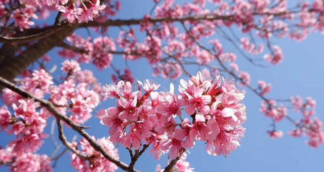 樱花盛开，寄托美好（日本樱花的意义与传承）