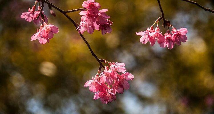 樱花与爱情（探寻山樱花和西洋樱花的不同花语魅力）