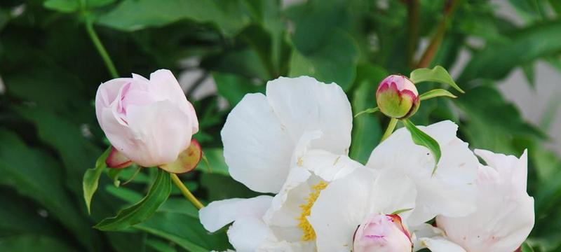 芍药花（追寻真爱）