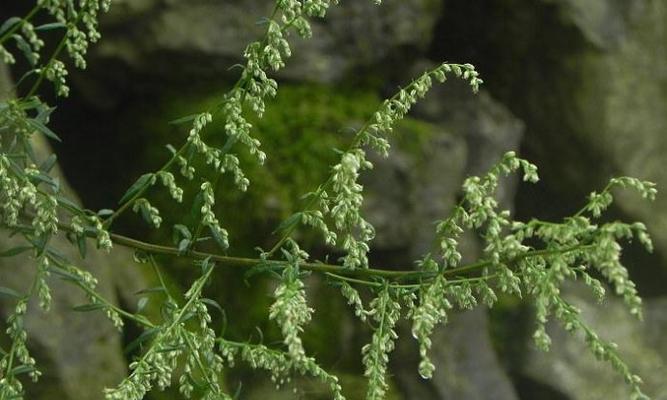 艾草是否会开花（艾草的生长环境）