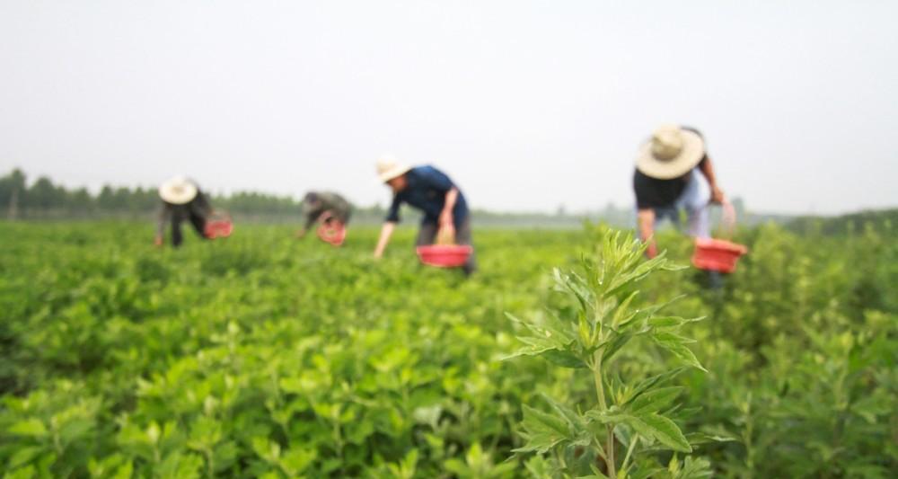 艾草种植全攻略（让你轻松掌握艾草种植的时间）