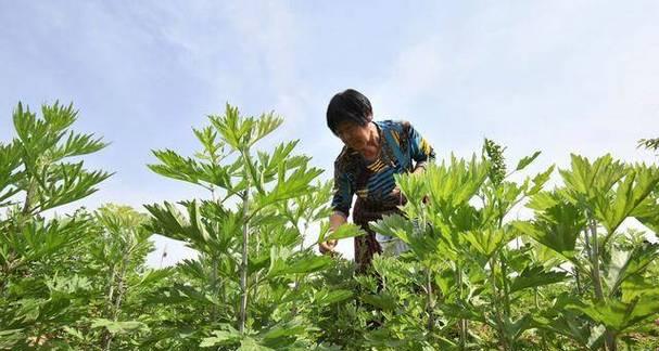 种艾草，让院子更美好（艾草栽种方法）