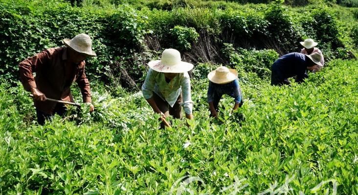 艾草的收割时间与频率（了解艾草的生长规律）