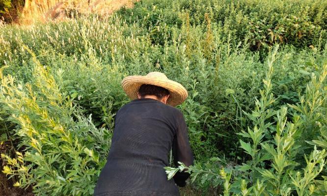 艾草的收割时间与频率（了解艾草的生长规律）