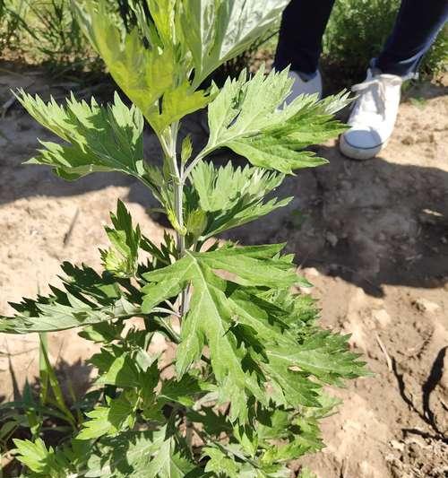 如何选择的艾草种植时间（从气候、土壤到生长周期）