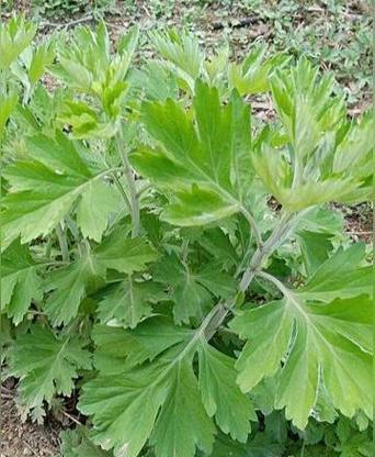 探秘艾草的生长环境与特点（艾草生长的适宜条件及其药用特性）