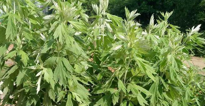 艾草种植的时间和生长期剖析（何时栽种）