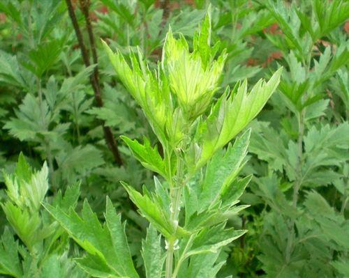 艾蒿类植物的药用价值研究（探究艾蒿类植物的种类）