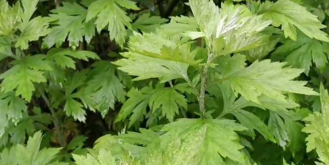 探索艾蒿的药用价值（中药材——艾蒿的传承和应用）