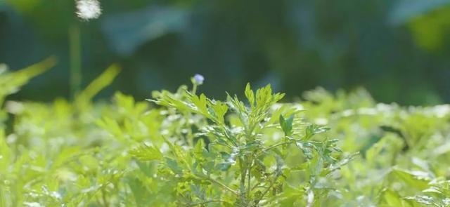 探寻艾青之谜——一个神秘的草本植物（揭开艾青的原产地）