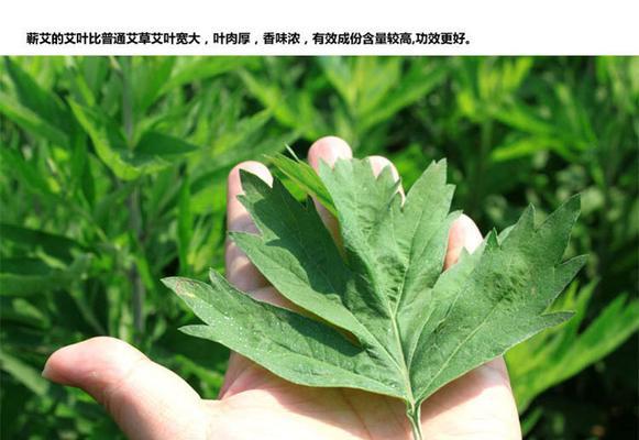 艾叶熬的水——一种绿色生态浇花方式