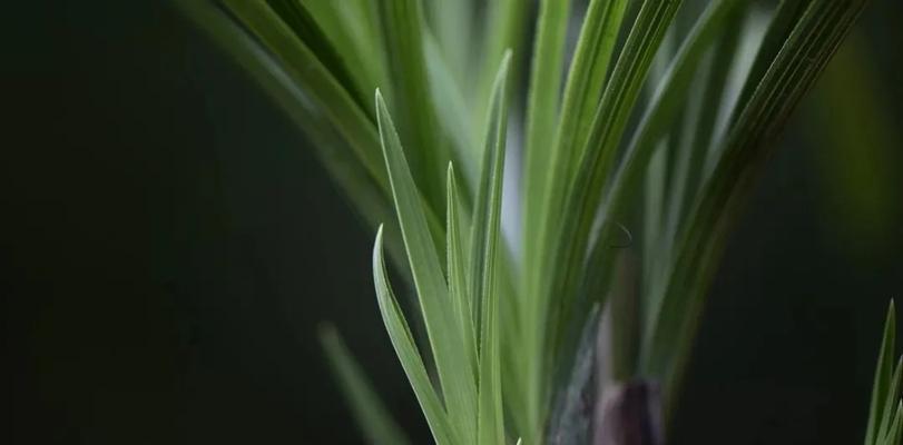 艾叶水能否适用于兰花生长（探究艾叶水对兰花生长的影响及适用范围）