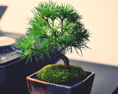 澳洲杉的耐雨性能分析（探究澳洲杉在多雨季节下的生长状况与适应能力）