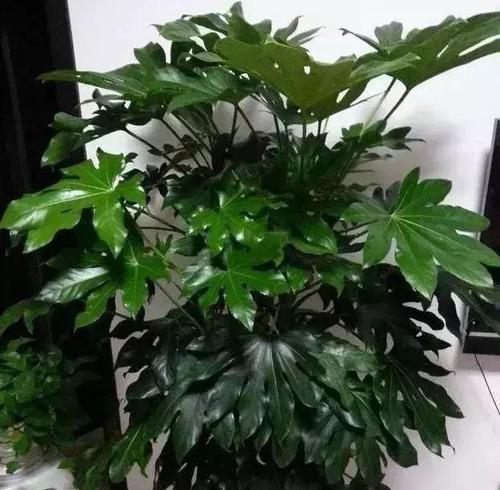 以土种植为主，打造八方来财的福地（以土种植为主）