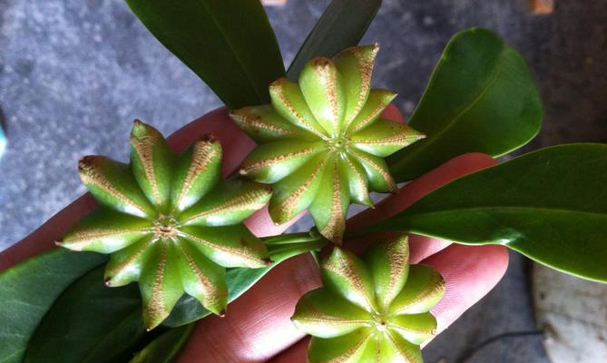 品尝八角的季节（探究八角成熟的月份和食用技巧）