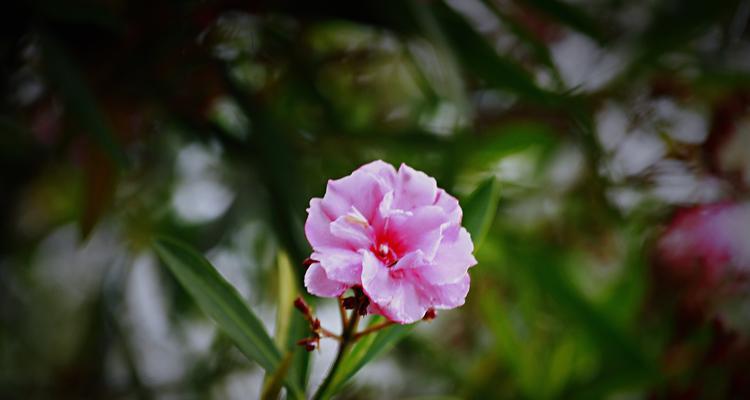 坚强的花——生命中坚韧不拔的象征（用花朵诉说坚强与勇敢）