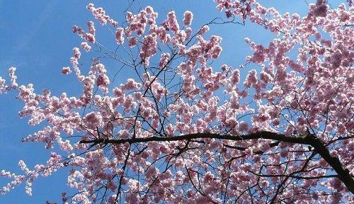 花语救赎之美——以花朵代表救赎的主题（花开花落）