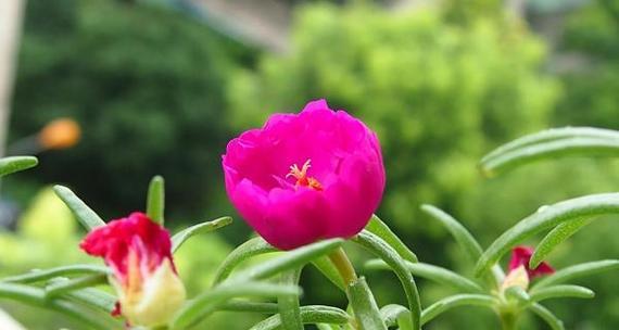 花语救赎之美——以花朵代表救赎的主题（花开花落）