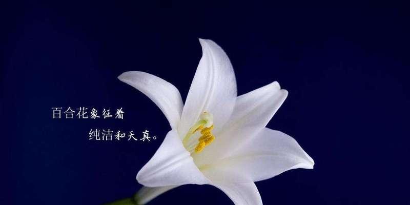 母爱的花——无私奉献的母亲（用花语传递母爱的深情）