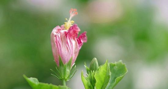 努力的花开放奋勇向前（用汗水灌溉）