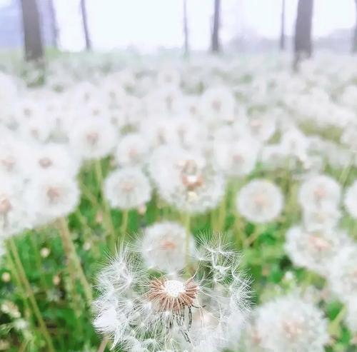 努力的花开放奋勇向前（用汗水灌溉）