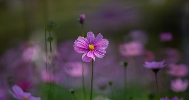 生命的花——诠释生命的美丽与坚韧（用花语传递生命的力量）