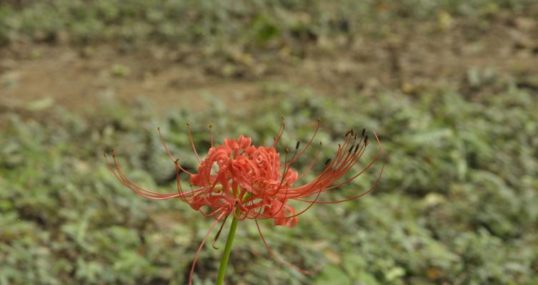 花语言死（深入探讨花朵中所蕴含的死亡象征与意义）