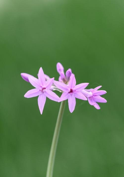 娴静花之美（以花语表达内在的娴静与和谐）