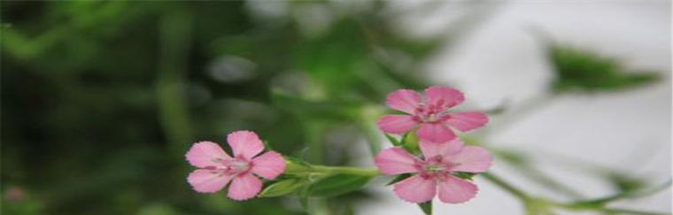 相思的花（用花语传递深情）