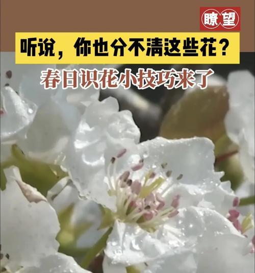 邪恶的花花语（探寻花朵言语背后的黑暗秘密）