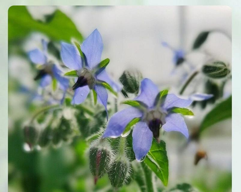 勇敢的花（花开在战火纷飞的土地上）