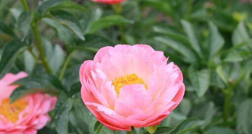 花语真诚的花，传递真挚情感（探索花语中真诚的花的意义与象征）