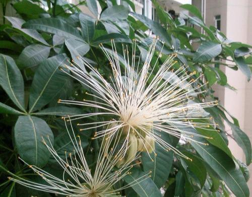 以波路开花-浩渺苍茫中的生命之美（探寻以波路开花的寓意与花语）