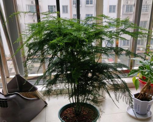 波士顿蕨的风水作用与寓意（探索波士顿蕨在居家风水中的禁忌与摆放技巧）