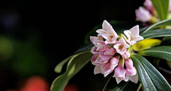 瑞香花之色彩花语（揭秘瑞香花不同颜色背后的花语）