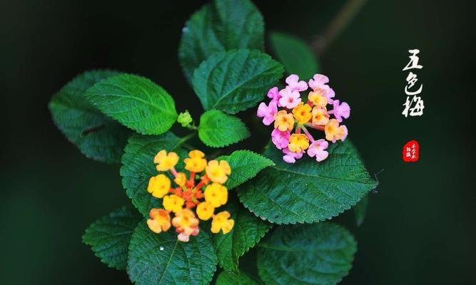 缤纷绽放的澳梅花语（用颜色诉说心声）