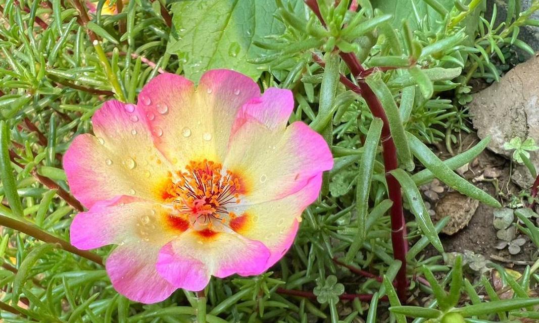 太阳花的花语之色彩缤纷（揭示太阳花不同颜色的花语之谜）