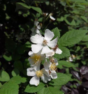 茶蘼花（探秘茶蘼花的文化内涵与象征意义）