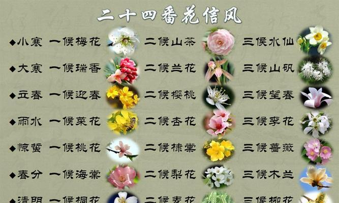 大滨菊花的花语与寓意（揭示大滨菊花的神秘之美）