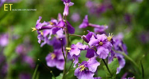 春天的花海——探寻代表春天的植物花卉（迎接春天）