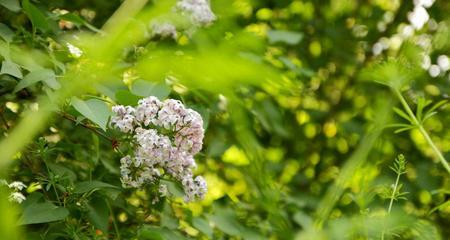 春天的花海——探寻代表春天的植物花卉（迎接春天）